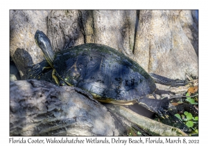 Florida Cooter