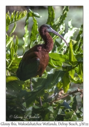 Glossy Ibis