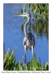 Great Blue Heron