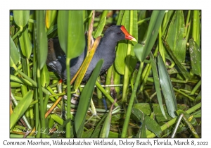 Common Moorhen