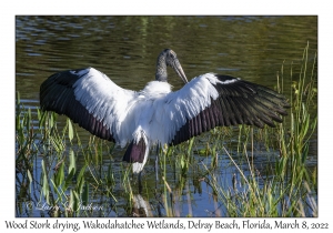 Wood Stork drying