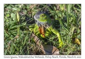 Green Iguana