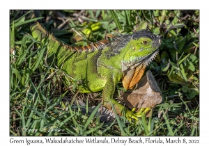 Green Iguana