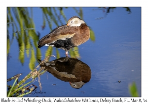 Black-bellied Whistling-Duck