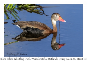 Black-bellied Whistling-Duck