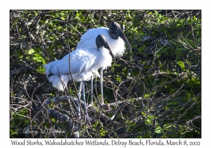 Wood Storks