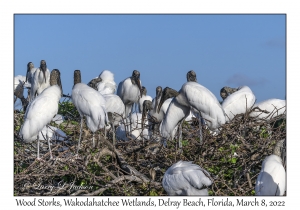 Wood Storks