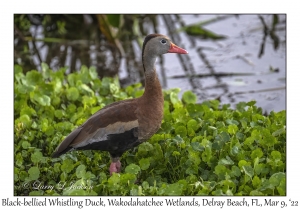 Black-bellied Whistling-Duck