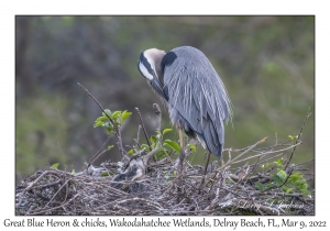 Great Blue Heron & chicks