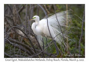 Great Egret