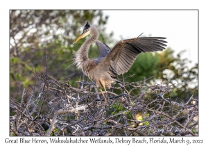 Great Blue Heron