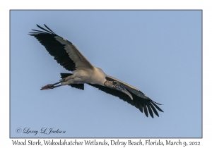 Wood Stork