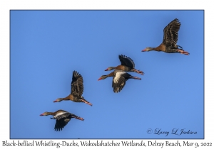 Black-bellied Whistling-Ducks