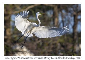 Great Egret