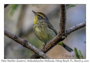 Palm Warbler (Eastern)