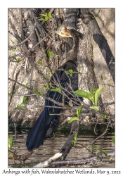 Anhinga with fish