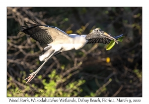 Wood Stork