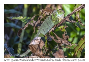 Green Iguana