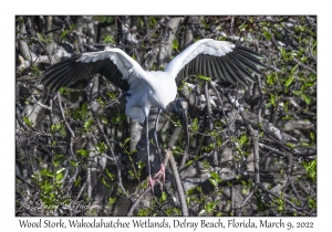 Wood Stork