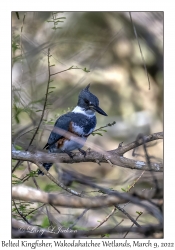 Belted Kingfisher