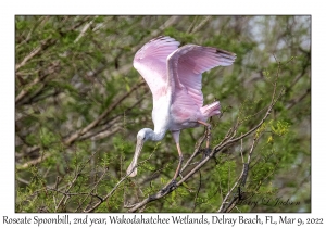 Roseate Spoonbill