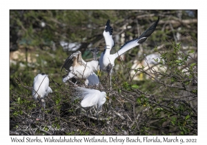 Wood Storks