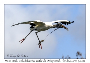 Wood Stork