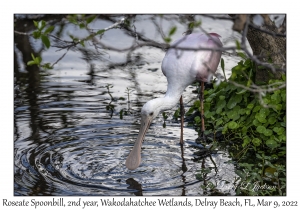 Roseate Spoonbill