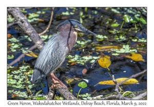 Green Heron