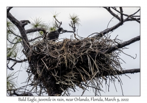 Bald Eagle juvenile