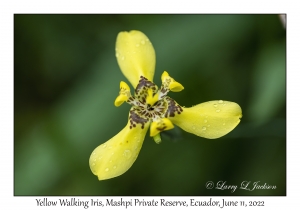 Yellow Walking Iris