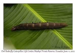 Owl Butterfly Caterpillar