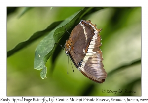 Rusty-tipped Page Butterfly