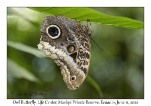 Owl Butterfly