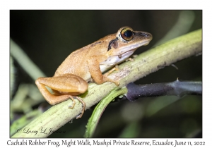 Cachabi Robber Frog