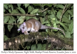 Derby's Wooly Opossum