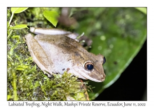 Labiated Treefrog