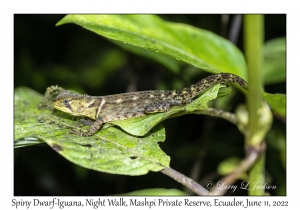 Spiny Dwarf-Iguana