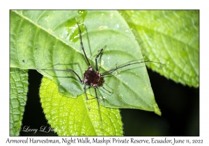 Armored Harvestman