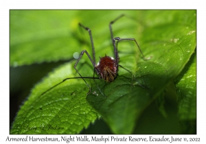 Armored Harvestman