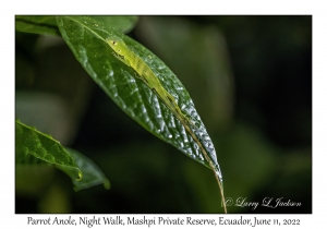 Parrot Anole