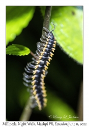 Millipede