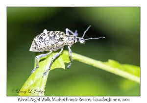 Weevil