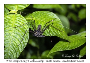 Whip Scorpion