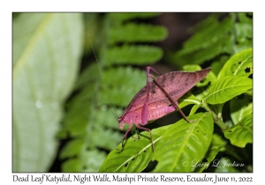 Dead Leaf Katydid