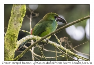 Crimson-rumped Toucanet