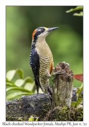 Black-cheeked Woodpecker female