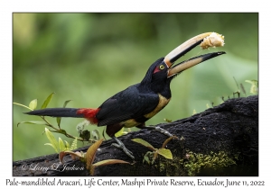 Pale-mandibled Aracari