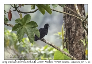 Long-wattled Umbrellabird