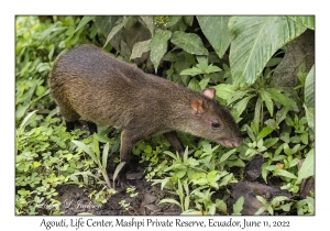 Agouti